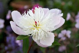 Attēlu rezultāti vaicājumam “Paeonia lactiflora”