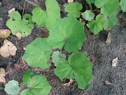 Attēlu rezultāti vaicājumam “Tussilago farfara leaf”