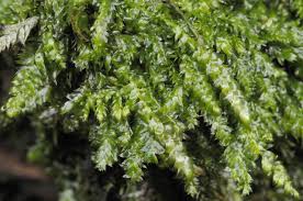 Attēlu rezultāti vaicājumam “Plagiothecium latebricola macro”