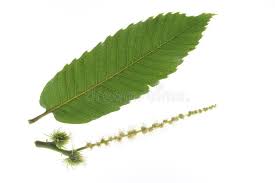 Attēlu rezultāti vaicājumam “Castanea sativa  leaf”