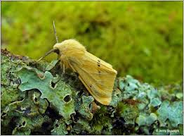 Attēlu rezultāti vaicājumam “Spilosoma lutea larva”