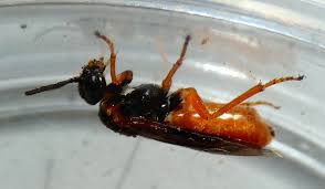 Attēlu rezultāti vaicājumam “Nematus ribesii”