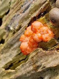 Attēlu rezultāti vaicājumam “Lycogala irregulare”