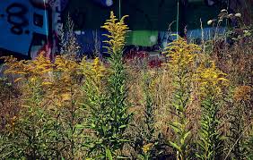 Attēlu rezultāti vaicājumam “Solidago canadensis fruit”