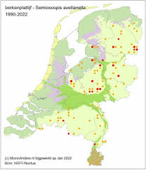 Attēlu rezultāti vaicājumam “Semioscopis avellanella”