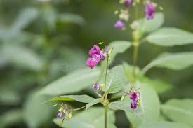 Attēlu rezultāti vaicājumam “Impatiens glandulifera”