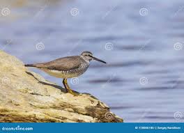 Image result for Tringa brevipes