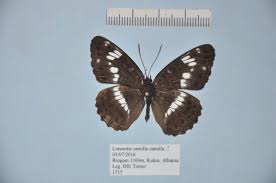 Attēlu rezultāti vaicājumam “Limenitis camilla upperside”