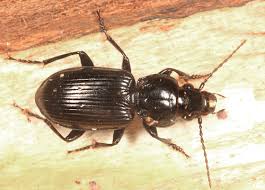 Attēlu rezultāti vaicājumam “Pterostichus aterrimus”