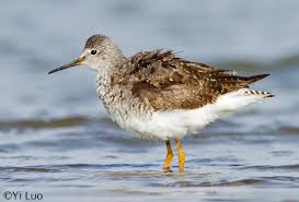 Attēlu rezultāti vaicājumam “Flaviporus citrinellus”