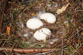 Attēlu rezultāti vaicājumam “Tetrastes bonasia eggs”