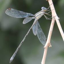 Attēlu rezultāti vaicājumam “Lestidae”