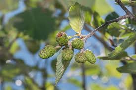 Attēlu rezultāti vaicājumam “Alnus incana bud”