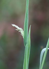 Attēlu rezultāti vaicājumam “Holcus mollis”