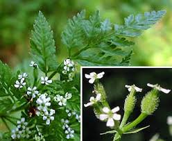 Attēlu rezultāti vaicājumam “Anthriscus”