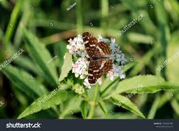 Attēlu rezultāti vaicājumam “Araschnia levana underside”