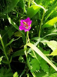 Attēlu rezultāti vaicājumam “Geranium palustre flower”