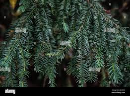 Attēlu rezultāti vaicājumam “Taxus baccata leaf”