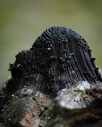 Attēlu rezultāti vaicājumam “Stemonitis pallida var. rubescens”