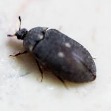 Attēlu rezultāti vaicājumam “Attagenus pellio”