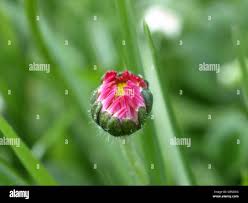 Attēlu rezultāti vaicājumam “Bellis perennis bud”