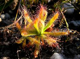 Attēlu rezultāti vaicājumam “Droseraceae”