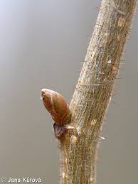 Attēlu rezultāti vaicājumam “Corylus avellana bud”