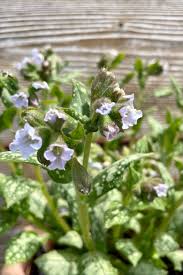 Attēlu rezultāti vaicājumam “Pulmonaria obscura bud”