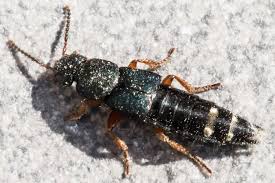 Attēlu rezultāti vaicājumam “Platydracus fulvipes”