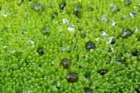 Attēlu rezultāti vaicājumam “Pohlia wahlenbergii var. calcarea”