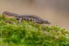 Attēlu rezultāti vaicājumam “Triturus vulgaris”