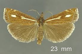 Attēlu rezultāti vaicājumam “Crambus heringiellus”