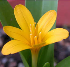 Attēlu rezultāti vaicājumam “Colchicum luteum flower”