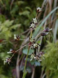Attēlu rezultāti vaicājumam “Luzula pilosa bud”
