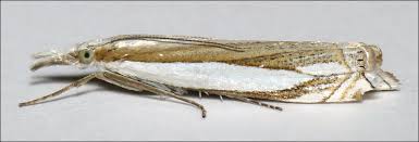 Attēlu rezultāti vaicājumam “Crambus heringiellus”