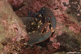 Image result for Homarus gammarus