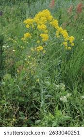 Image result for Isatis tinctoria