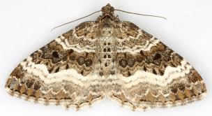 Attēlu rezultāti vaicājumam “Epirrhoe tristata imago”