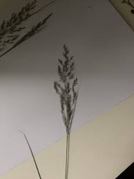 Attēlu rezultāti vaicājumam “Calamagrostis canescens fruit”