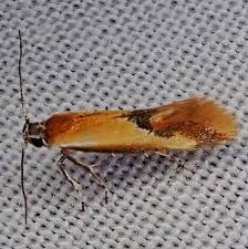 Attēlu rezultāti vaicājumam “Oecophoridae”