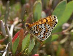 Attēlu rezultāti vaicājumam “Melitaea cinxia underside”