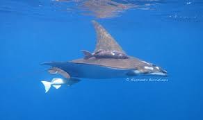 Image result for Mobula tarapacana