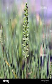 Attēlu rezultāti vaicājumam “Triglochin maritimum”