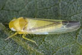 Attēlu rezultāti vaicājumam “Edwardsiana geometrica”