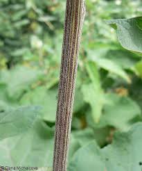 Attēlu rezultāti vaicājumam “Arctium tomentosum fruit”