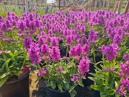 Attēlu rezultāti vaicājumam “Stachys officinalis”