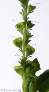 Attēlu rezultāti vaicājumam “Veronica officinalis fruit”