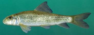 Image result for Moxostoma erythrurum