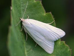 Attēlu rezultāti vaicājumam “Eana argentana”