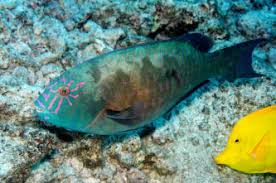 Image result for Calotomus carolinus